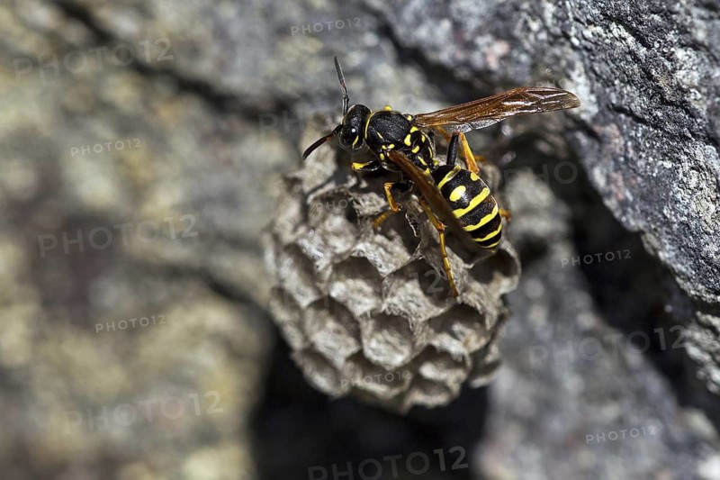 Mountain field wasp (Polistes biglumis), animals, insects, wasp, wasps, field wasp, wasps, hymenoptera, wasp nest, Baden-Württemberg, Federal Republic of Germany