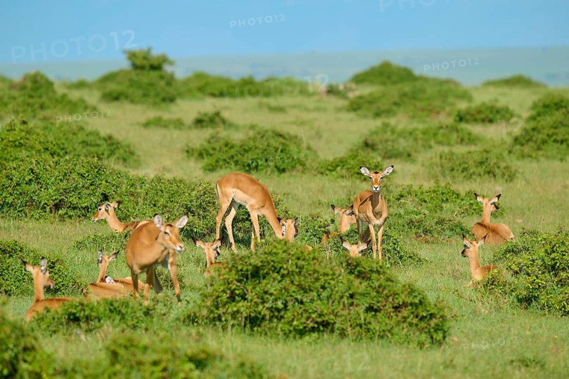 Vast green expanses with a peaceful herd of antelopes on the grasslands beneath a blue sky, black-heeled antelope, impala (Aepyceros melampus), Masai Mara National Reserve, Narok County, Kenya