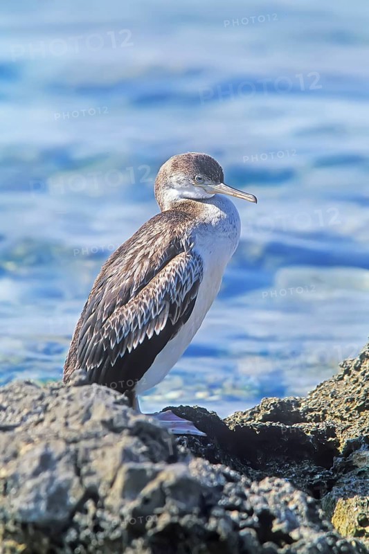 Cormorant (Phalacrocoracidae), Formentera, Balearic Islands. Spain