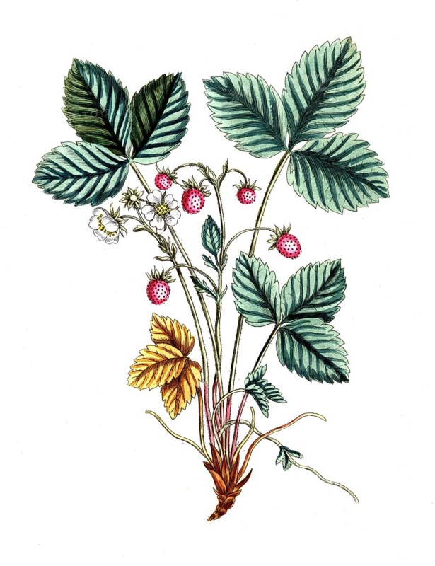 Fragaria vesca, wild strawberry, digital reproduction of a historical original, between 1790 and 1810