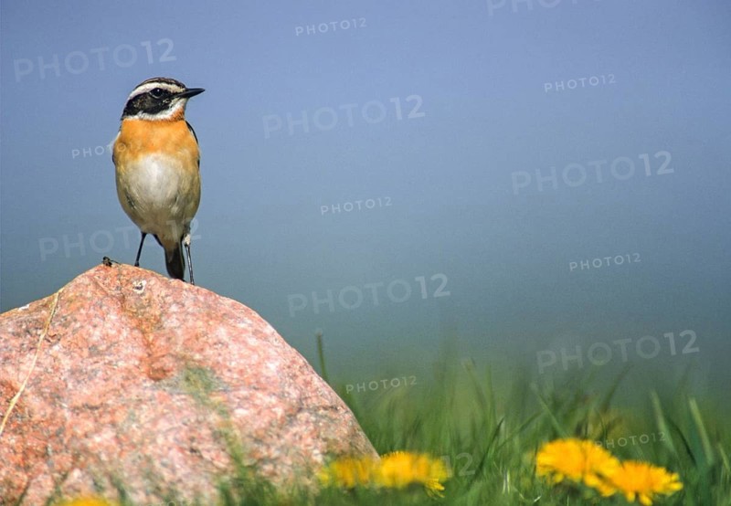 Whinthroat, saxicola rubetra, whinchat, birds, leo, male, passeri, songbirds, birds