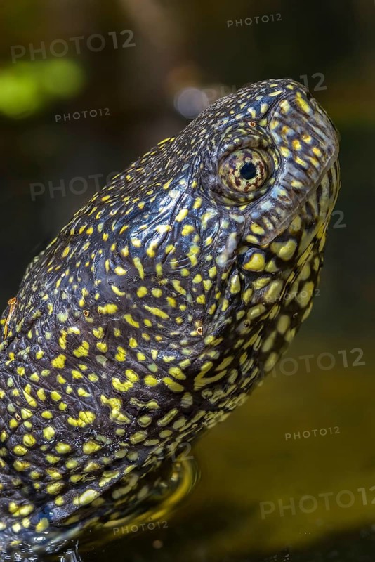 European Pond Tortoise, European Pond Turtle, European Swamp Turtle, High Size, Portrait, Reptilia, Reptiles, Tortoise, Marsh Turtles