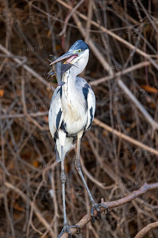 Cocoi Heron (Ardea cocoi) Pantanal Brazil