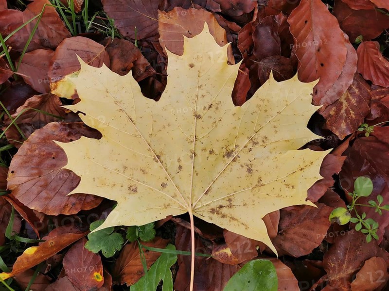 A large, yellow maple leaf (Acer) lies on the ground amongst brown leaves, autumn, Frankenwald nature park Park, Upper Franconia
