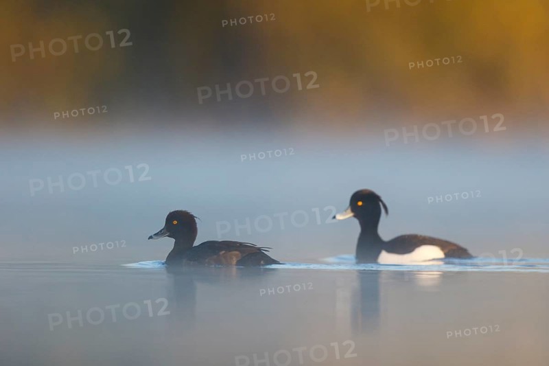 Tufted Duck (Aythya fuligula) pair, North Rhine-Westphalia, Germany