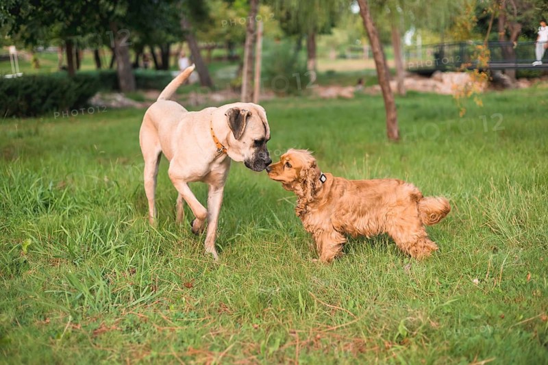 Two dogs playfully engage with each other on grassy terrain surrounded by trees