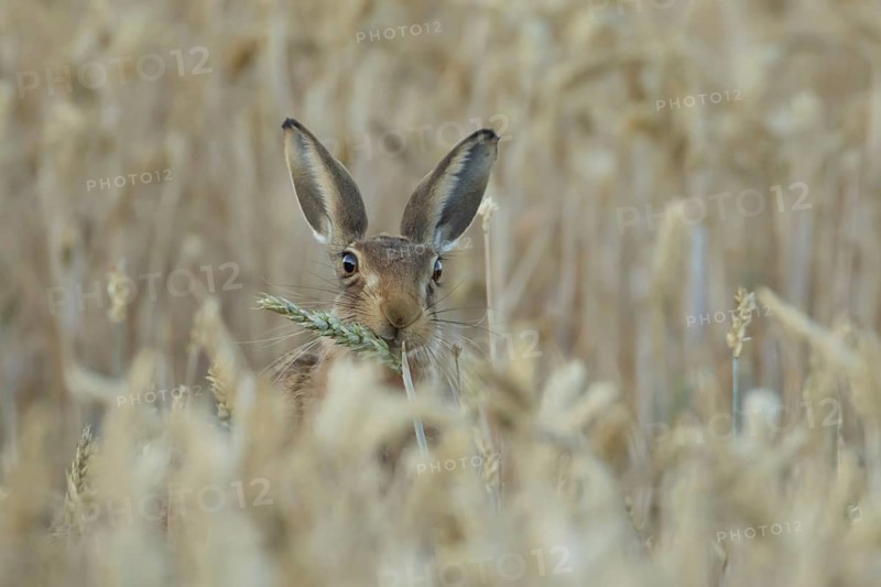European brown hare (Lepus europaeus) adult animal eating a wheat plant seedhead in a farmland field in summer, England, United Kingdom