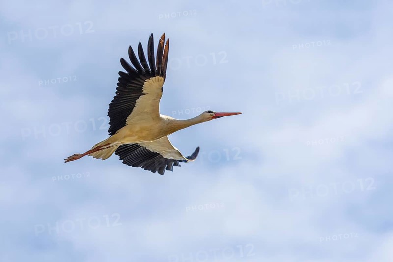 White stork (Ciconia ciconia) in the corridor, Affenberg, Salem, Lake Constance region, Baden-Württemberg, Germany