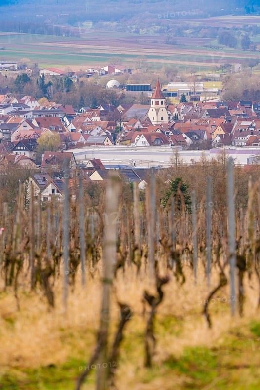 View of a village with a church through the vines of a vineyard under a cloudy sky, Großbottwar, Ludwigsburg district, Baden-Württemberg, Germany