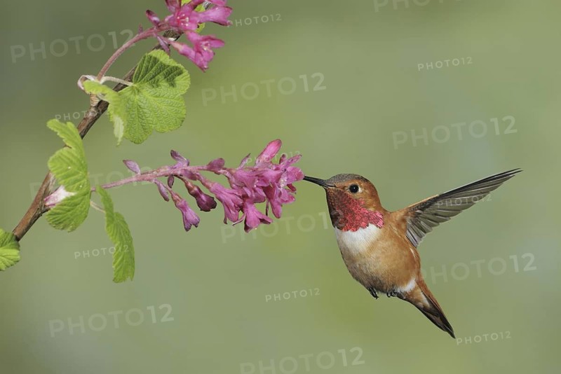 Rufous Hummingbird (Selasphorus rufus) male, British Columbia, Canada