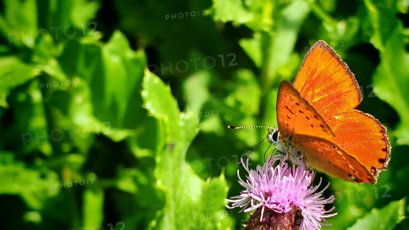 An orange butterfly, a male Duke of Burgundy (Lycaena virgaureae) with its wings folded, resting on a pink flower, Frankenwald nature park Park, Upper Franconia