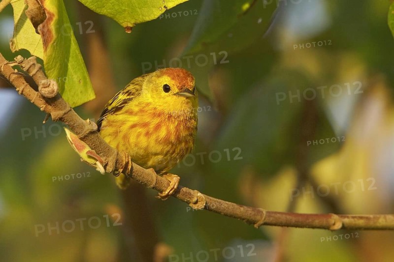 Mangrove Warbler (Setophaga petechia erithachorides), Ecuador