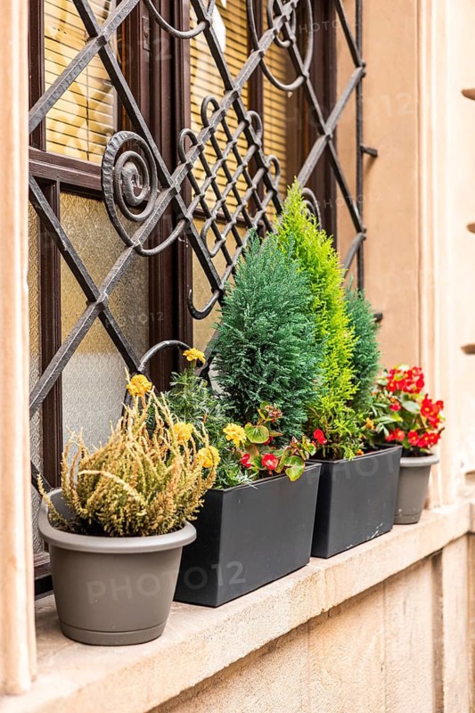 Potted plants arranged on a windowsill. Includes green conifer, yellow flowers, and red blooms in black containers. Decorative wrought iron window grill in background