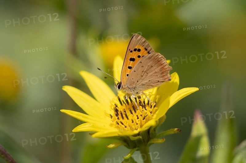 Small copper butterfly (Lycaena phlaeas) adult insect feeding on a garden yellow flower in summer, England, United Kingdom