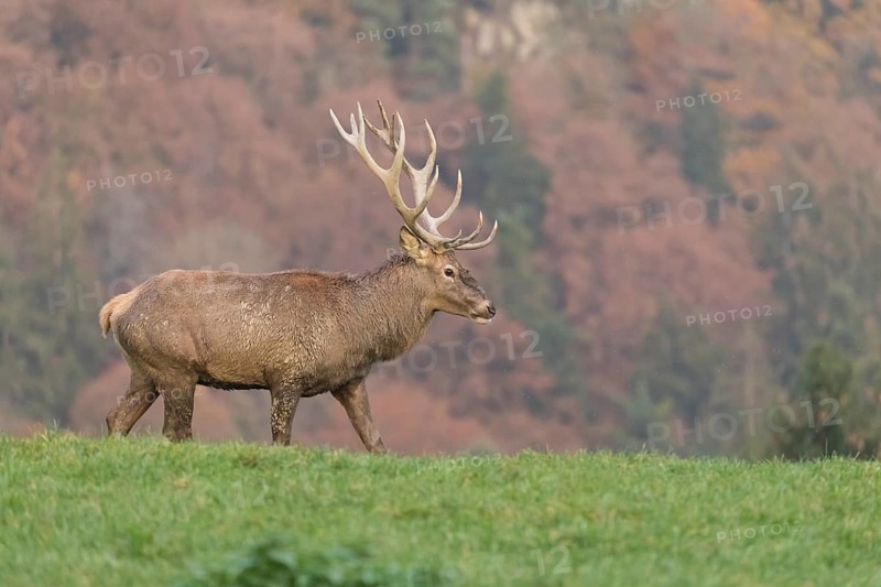 Red Deer buck at the end of the rutting season, with a female