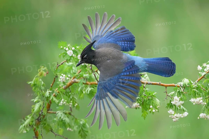 Steller's Jay (Cyanocitta stelleri) flying, Colorado, USA