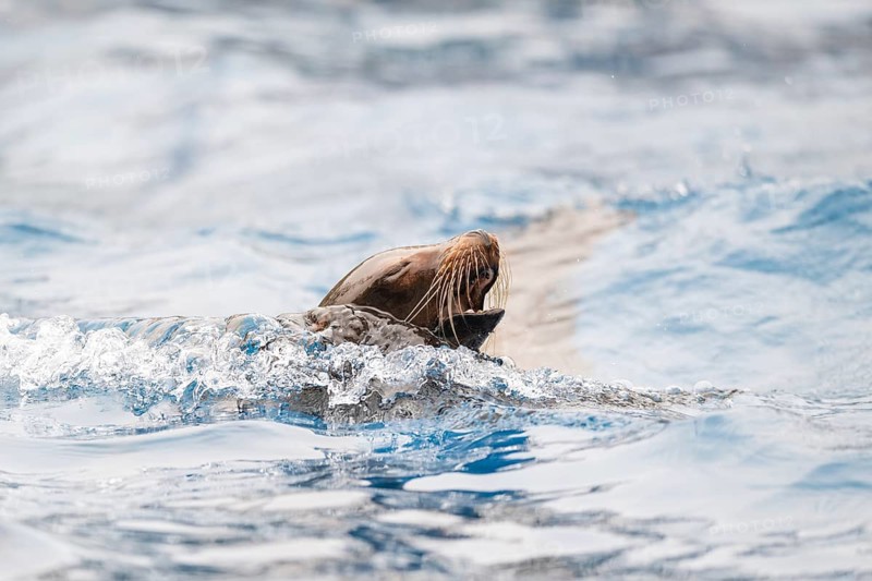 California sea lion (Zalophus californianus) swimming in the water, captive, Germany