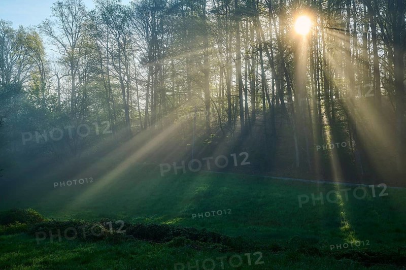 Sunbeams breaking through the trees of a forest in the morning, with fog and green grass, Großheubach, Miltenberg, Spessart, Germany