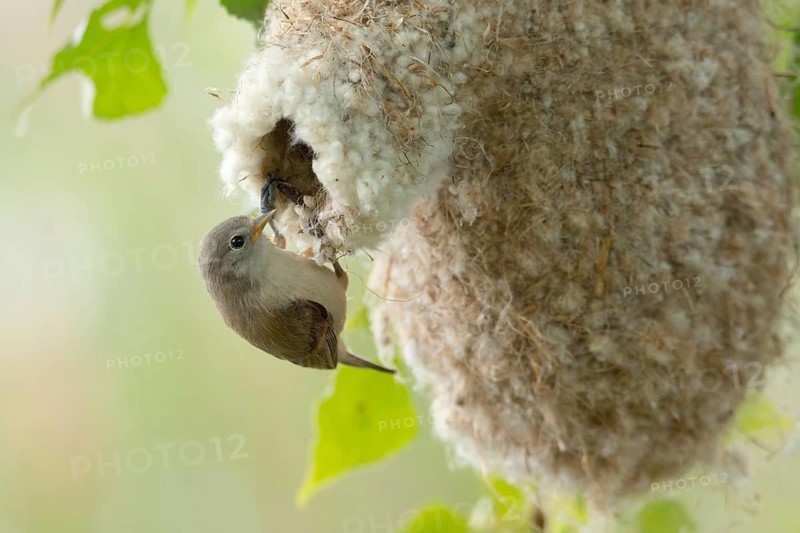 Eurasian Penduline Tit (Remiz pendulinus) juvenile, one week after leaving the nest, Saxony-Anhalt, Germany