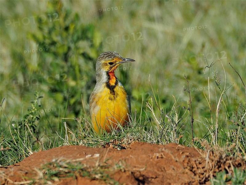 Cape Pipit (Macronyx capensis)