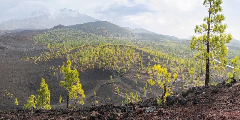 Canary Island pines (Pinus canariensis), Mirador de Chio, Teide National Park, Tenerife, Canary Islands, Spain
