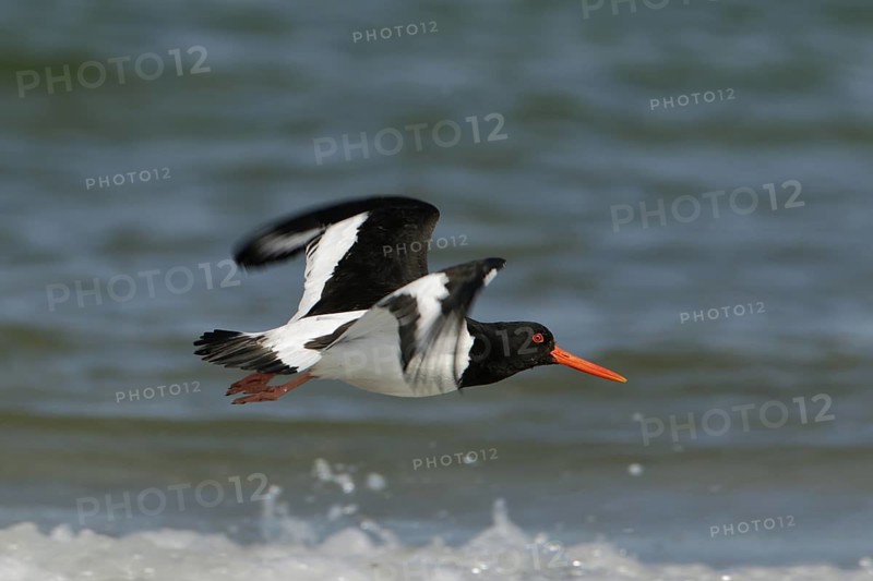 Austernfischer am Spülsaum entlangfliegend; Nordseeküste, Düne von Helgoland, lat. Haematopus ostralegus