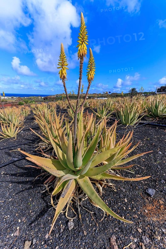 Lanzarote, Canary Islands, Spain, Europe, Aloe vera farm, A close-up of an aloe plant with flowers under a clear sky