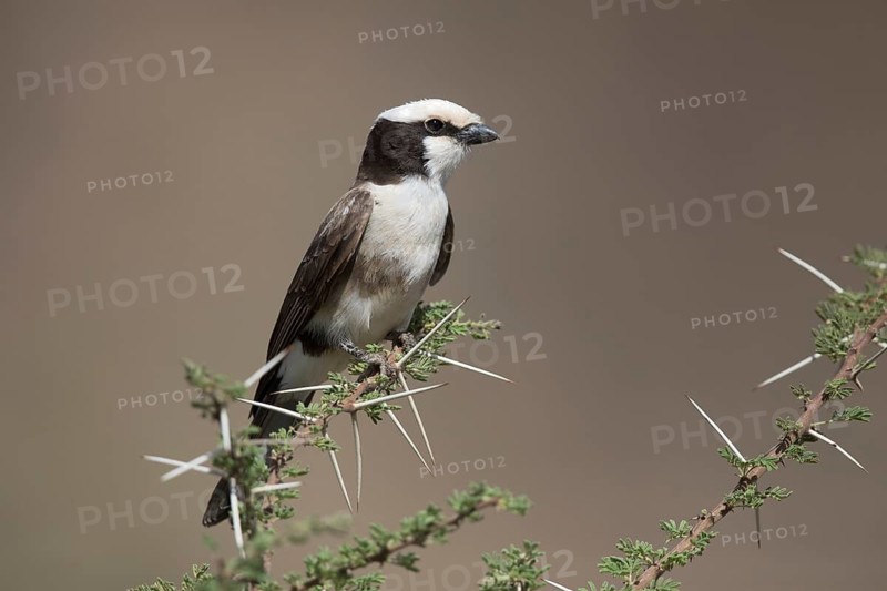 Northern White-crowned Shrike (Eurocephalus ruppelli), Saritie Plains, Ethiopia