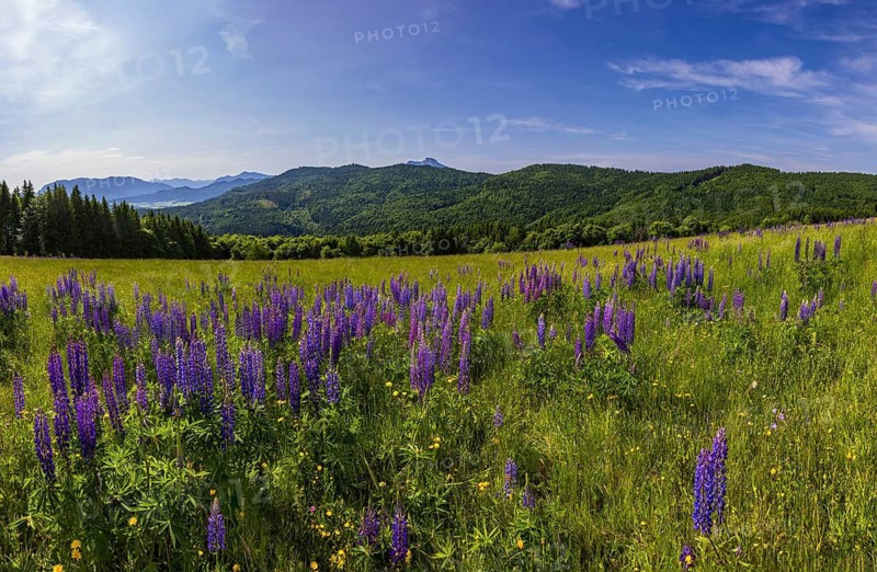 Lupines, Lupinus, Large-leaved lupin, Lupine meadow on the high alpine pasture in Mondseeland, Mondsee, Salzkammergut, Upper Austria, Austria