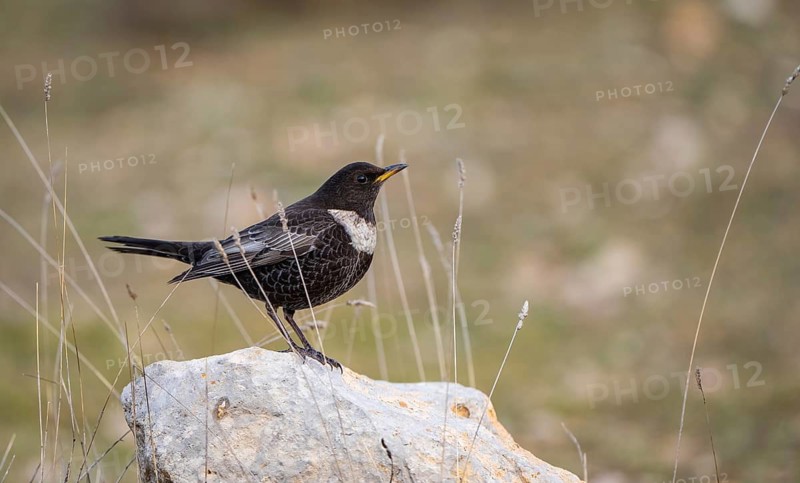 A Ring ouzel stands gracefully on a rock, surrounded by tall wild grass, displaying its distinctive white bib against a pale green background