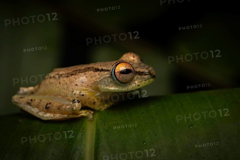 A frog of the genus Boophis sp. in the rainforests of Marojejy National Park in north-east Madagascar