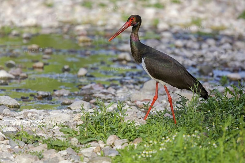 Black stork, (Ciconia nigra), animals, birds, storks, biotope, habitat, foraging, Lesbos, Lesbos Island, Greece