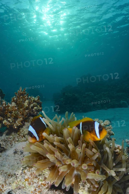 Red sea anemonefish (Amphiprion bicinctus)