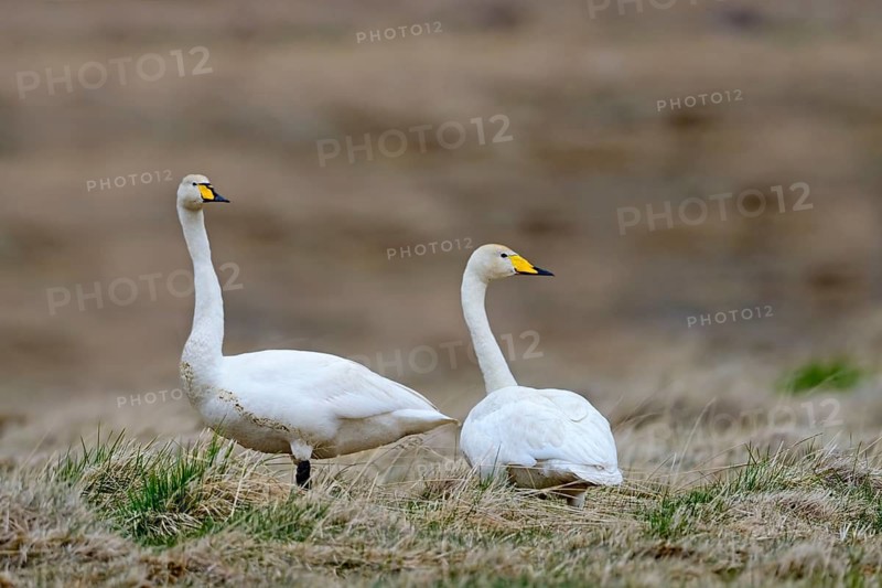A pair of whooper swans (Cygnus cygnus) in the Icelandic tundra. Iceland