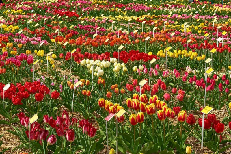Colourful tulips (Tulipa), blooming in an extensive flower field, Flower Auction, Netherlands