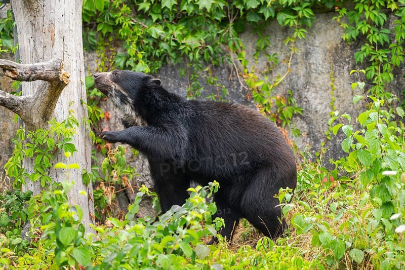 American black bear (Ursus americanus), climbing an old tree trunk, captive, Bavaria, Germany