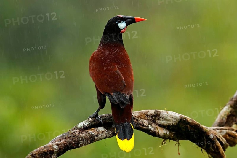 Montezuma Oropendola, Psarocolius montezuma, portrait of exotic bird from Costa Rica, brown with black head and orange bill, clear green background. Wildlife scene from tropic nature, birdwatching