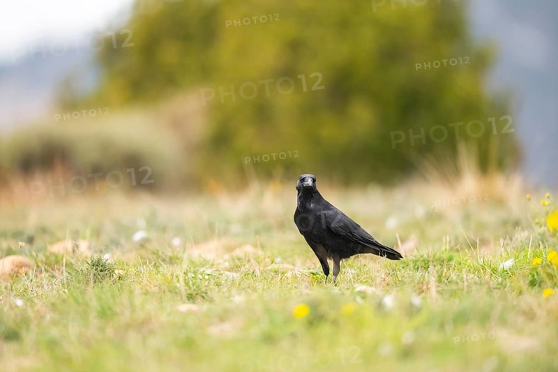 Common raven (Corvus corax) on a meadow in autumn, Pyrenees, Catalonia, Spain