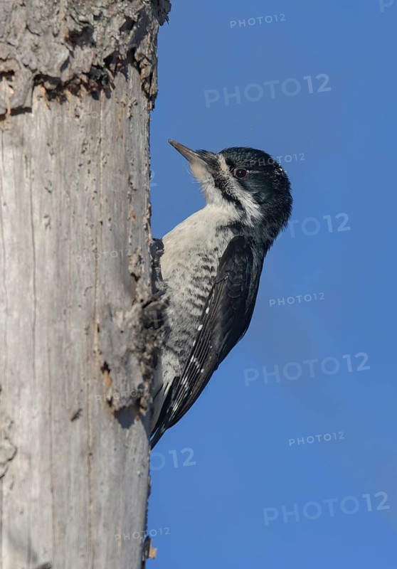 Black-backed Woodpecker (Picoides arcticus) female climbing tree, Minnesota, USA