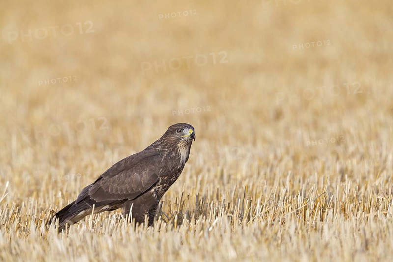 Buzzard, (Buteo buteo), animals, birds, bird of prey, hawk family, buzzard, buzzards, sits in a cornfield, Plateau Oberflörsheim, district Alzey, Rhineland-Palatinate, Germany