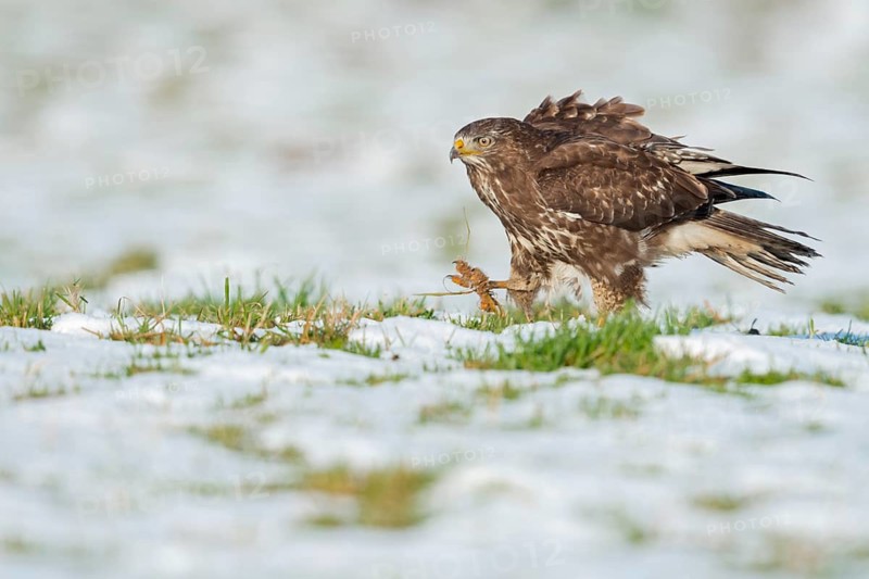 Common Buzzard (Buteo buteo) walking on snowy ground, North Rhine-Westphalia, Germany