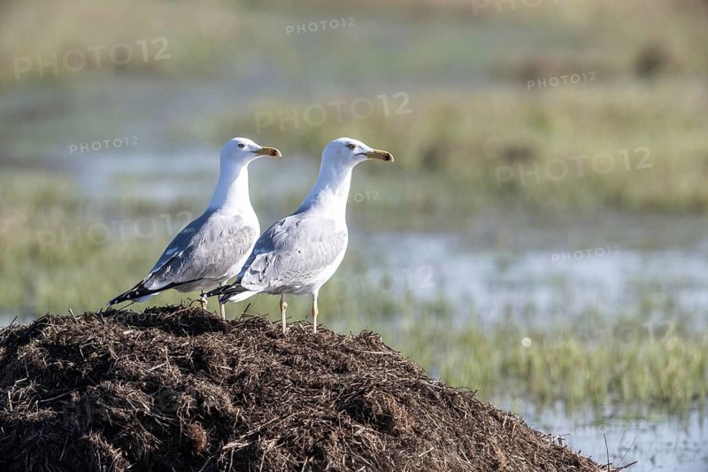 Herring Gulls (Larus argentatus), Lower Saxony, Germany