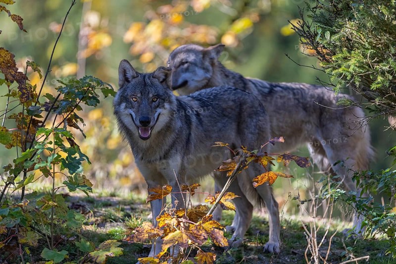Two eurasian gray wolf (Canis lupus lupus) standing on a small hill between fall foliage. Backlit condition