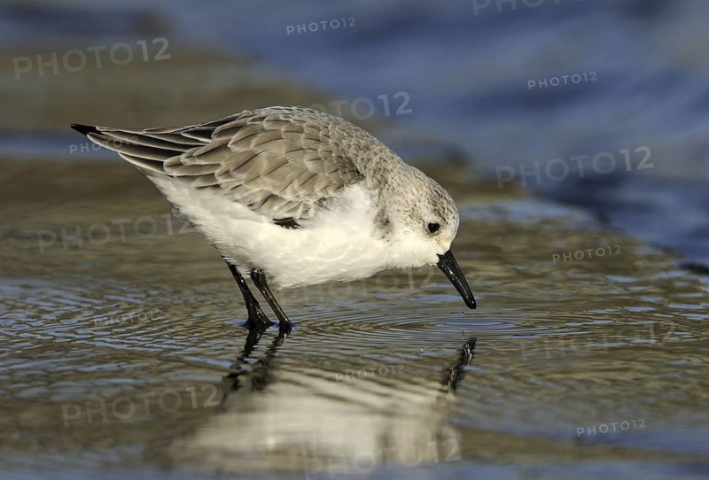 Sanderling (Calidris alba), British Columbia, Canada