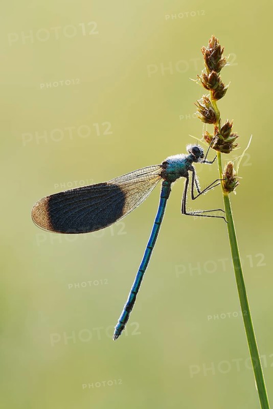 Banded demoiselle (Calopteryx splendens), male, North Rhine-Westphalia, Germany