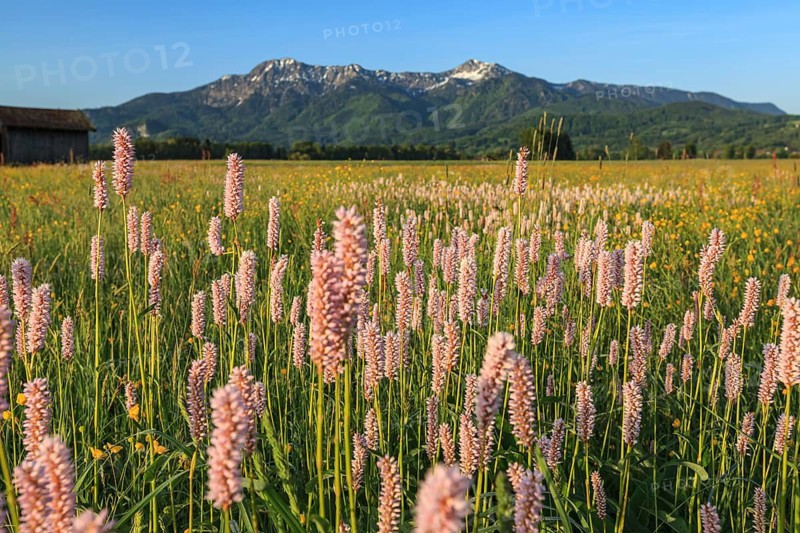 Meadow knotweed (Bistorta officinalis), flowering meadow in front of mountains, morning light, sunny, summer, Loisach-Lake Kochel moor, Alpine foothills, Bavaria, Germany
