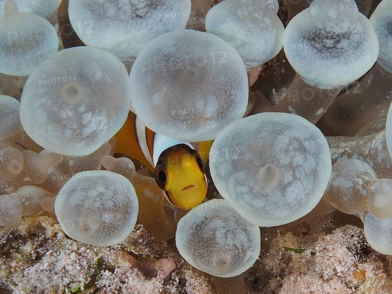 Red sea anemonefish juvenile (Amphiprion bicinctus juvenil)