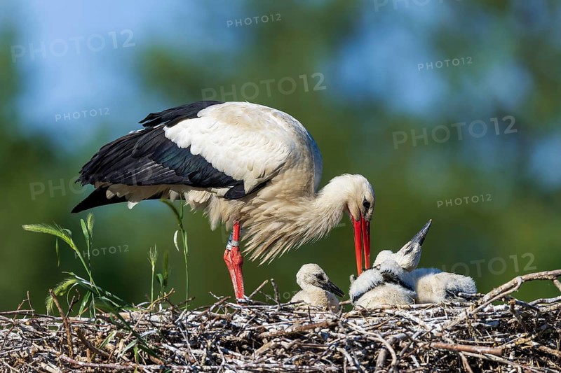 Stork feeding the chicks on a well-built nest on a clear day, White Stork (Ciconia ciconia), wildlife, Germany