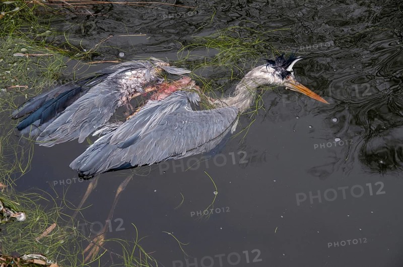 Ardea cinerea, heron, gray heron, birds, ciconiiformes, dead, rivers, herons, river, walking birds, waitbirds, dead, birds, winter