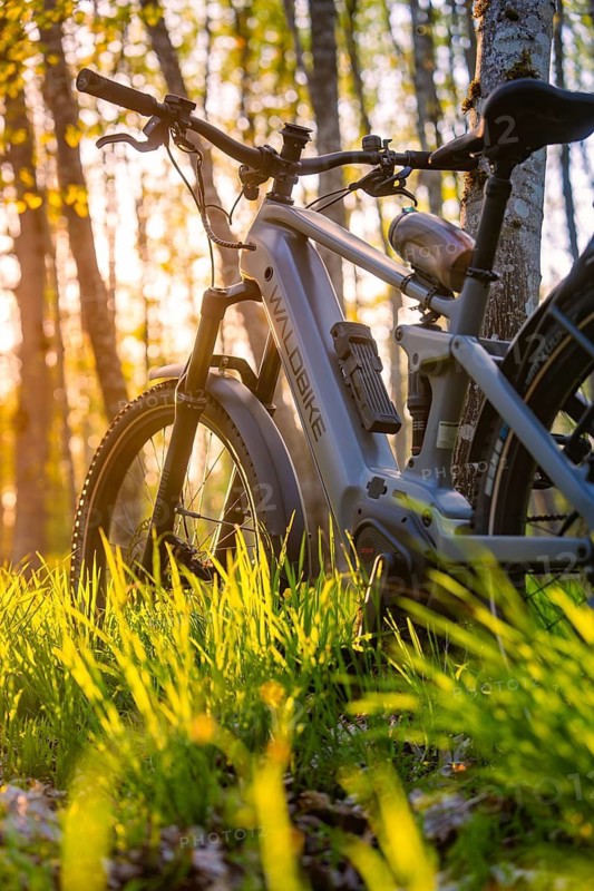 An e-bike leaning against a tree in the forest, illuminated by golden sunlight, e-bike, Gechingen, Heckengäu region, Germany